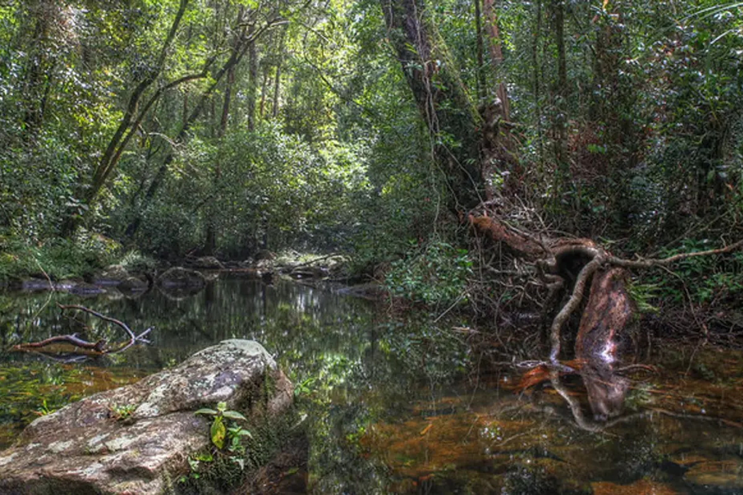 Sinharaja Forest Reserve Hike from Mirissa